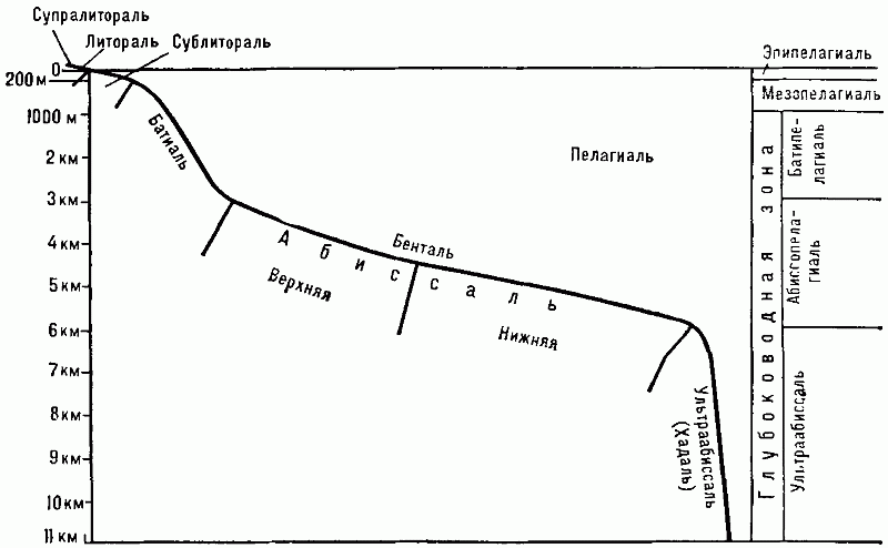 ЭКОЛОГИЧЕСКАЯ ЗОНАЛЬНОСТЬ ВОДОЁМОВ фото №1