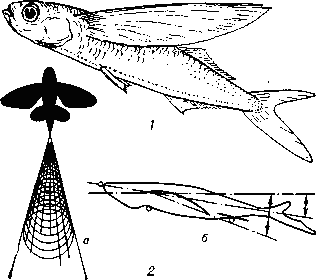 ЛЕТУЧИЕ РЫБЫ фото №1