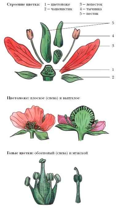 ЦВЕТОК фото №2