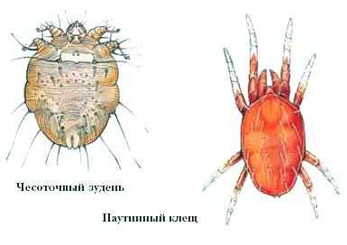 КЛЕЩИ фото