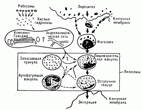 ЛИЗОСОМА фото