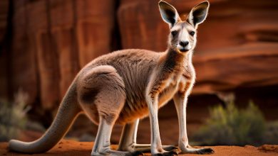 Древние кенгуру передвигались преимущественно на четырех ногах