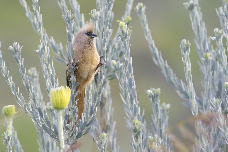 Бурокрылая птица-мышь