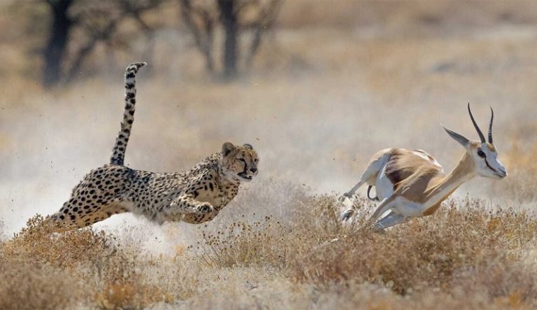 одиночные хищники превосходят групповых охотников