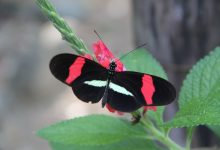 Heliconius (лат.) — род дневных бабочек из подсемейства Геликонид