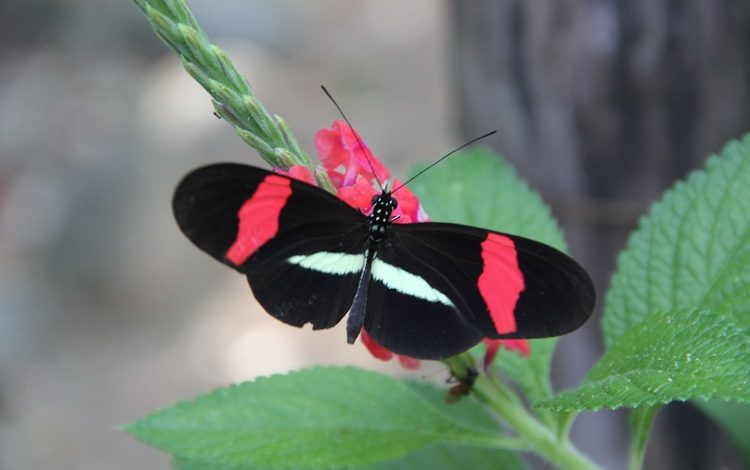 Heliconius (лат.) — род дневных бабочек из подсемейства Геликонид