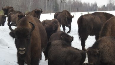 Популяция зубров в Вологодской области