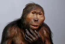 Paranthropus boisei