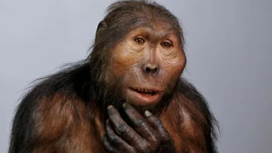 Paranthropus boisei