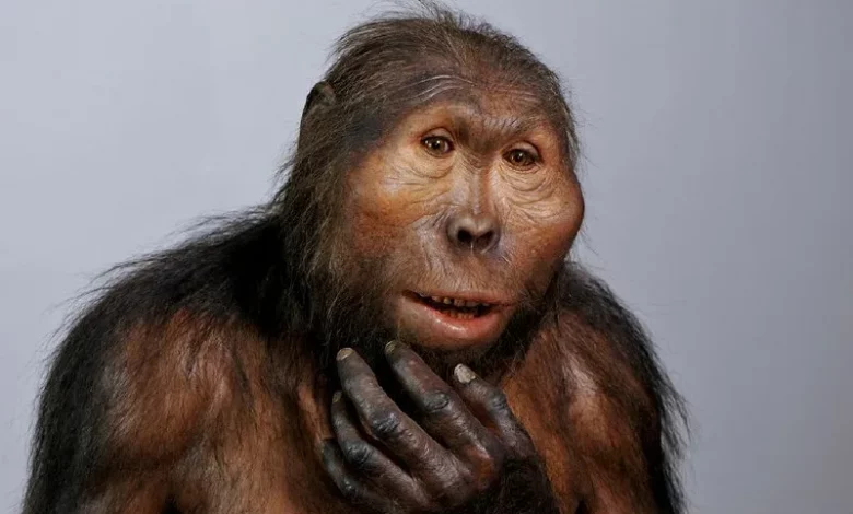 Paranthropus boisei