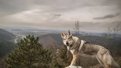 Волкособ в горах.