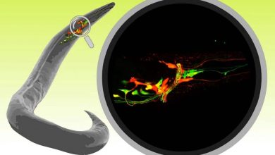 Изучение поведенческих цепей червя C. elegans позволило ученым визуализировать, как отдельные клетки соединяются друг с другом, и как изменение этих связей меняет восприятие сенсорной информации и поведение.