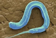 Червь Caenorhabditis elegans