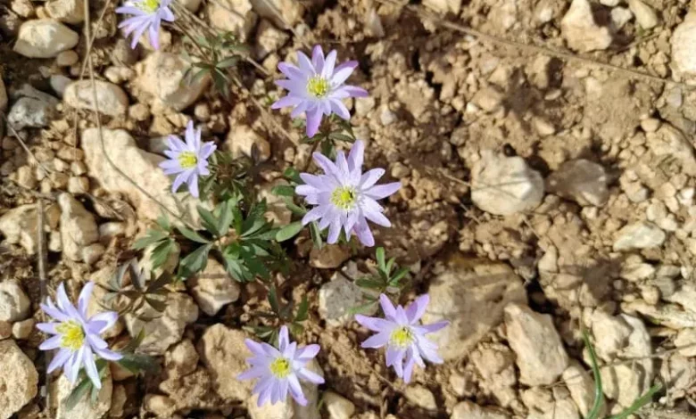 Ветреница нежная (Anemone blanda)