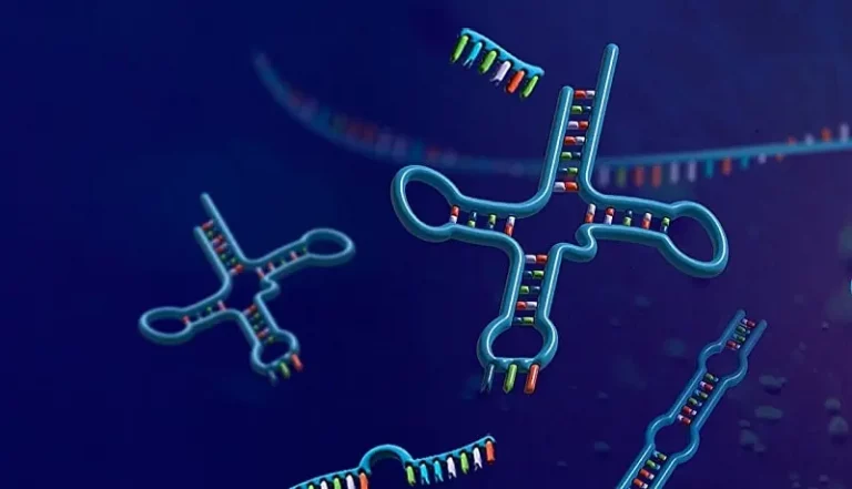 транспортные РНК (тРНК)