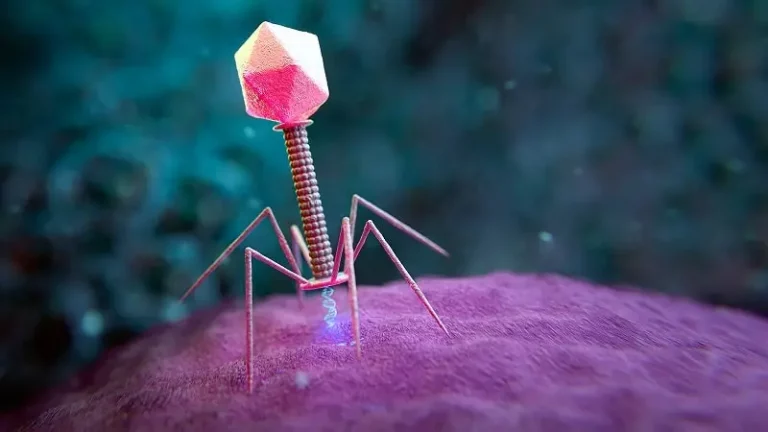 бактериофаг