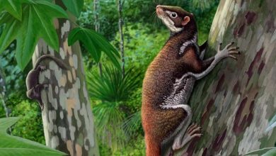Mixodectes pungens
