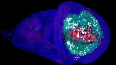 Некротический имагинальный диск крыла дрозофилы, проходящий регенерацию