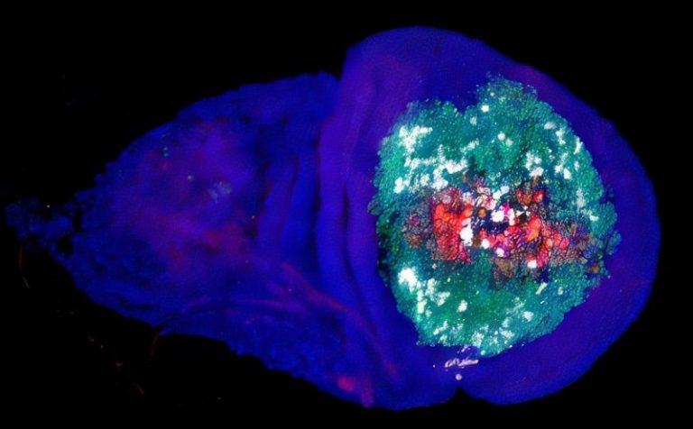 Некротический имагинальный диск крыла дрозофилы, проходящий регенерацию