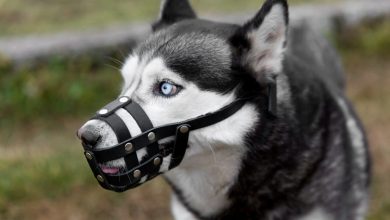 Почему опасны собачьи укусы?