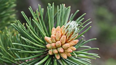 голосеменные растения