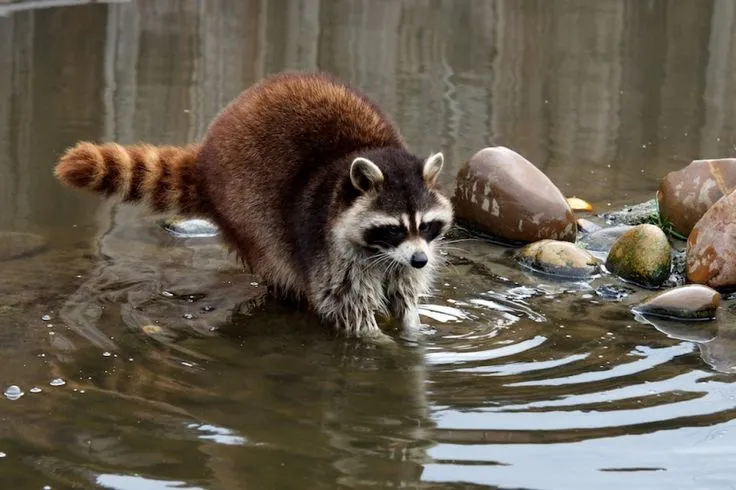 енот-полоскун