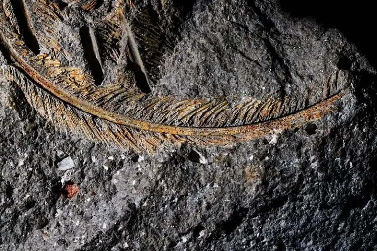 Окаменелое перо, сохранившееся в вулканической породе