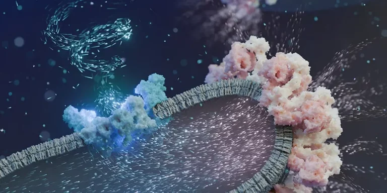 Поток протонов от суперкомплексов дыхательной цепи (синие) к комплексам АТФ