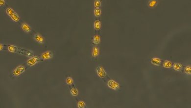 диатомовая водоросль Skeletonema marinoi