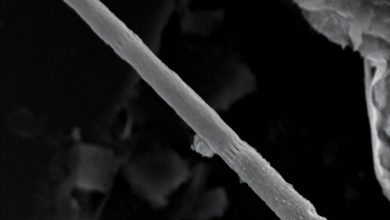 Ca. Electrothrix yaqonensis