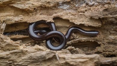 Браминский слепун (Indotyphlops braminus)