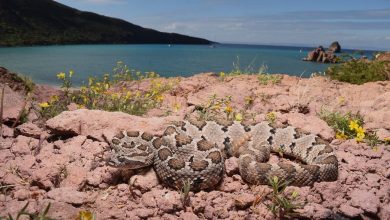 Гремучая змея Нижней Калифорнии (Crotalus enyo) с острова Эспириту-Санто