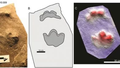 Отпечатки лап и стоп Ruopodosaurus clava
