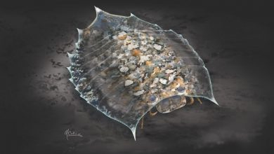 Helmetia expansa