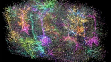 Визуализация более 1000 клеток мозга