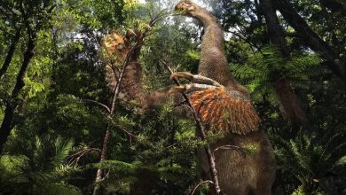Duonychus tsogtbaatari
