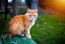 рыжий кот