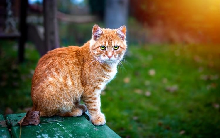 рыжий кот