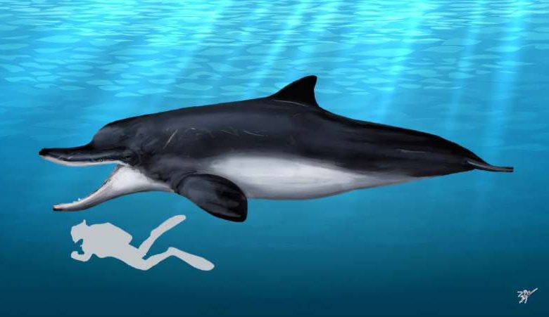 Idiorophus patagonicus
