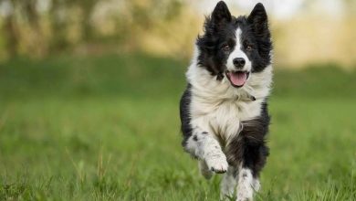 Бордер-колли