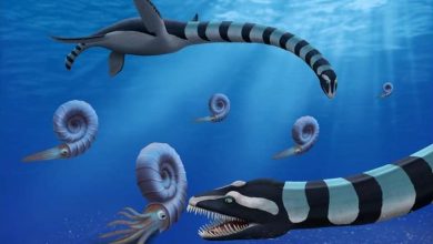 Traskasaura sandrae