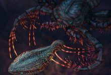 astraspis vs megalograp