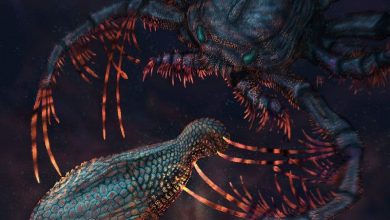astraspis vs megalograp