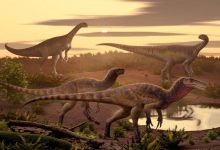 Maleriraptor kuttyi