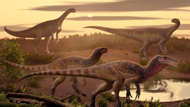 Maleriraptor kuttyi