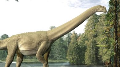 Diamantinasaurus matildae
