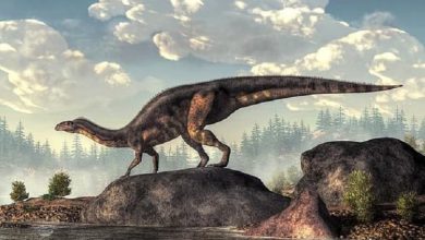Платеозавры (Plateosaurus trossingensis)