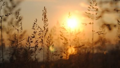 Летнее солнцестояние и растения