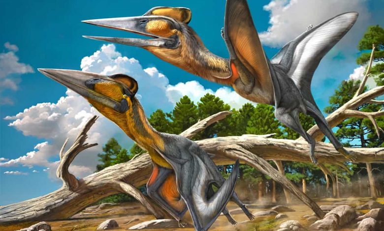 Nipponopterus mifunensis