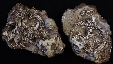 Procolophon trigoniceps